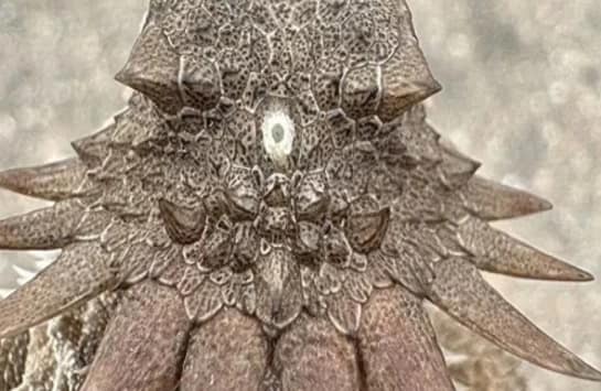 One-Eyed Ancestor 600M Years Ago: Origin of All Vertebrate Eyes